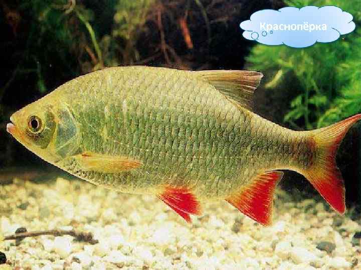 Краснопёрка 