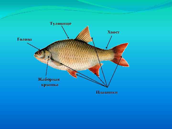 Строение рыбы для детей. Строение рыбы красноперки. Строение рыбы для дошкольников.