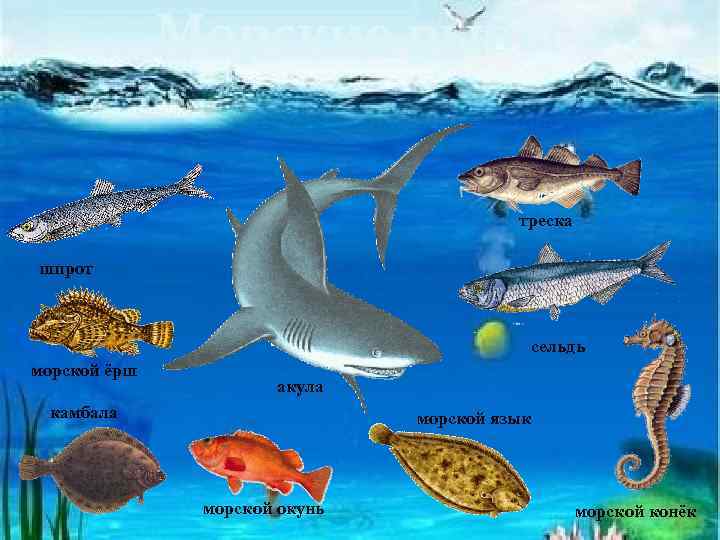 Морские рыбы треска шпрот сельдь морской ёрш акула камбала морской язык морской окунь морской