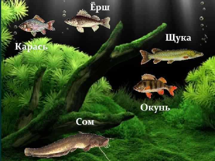 Ёрш Щука Карась Окунь Сом 