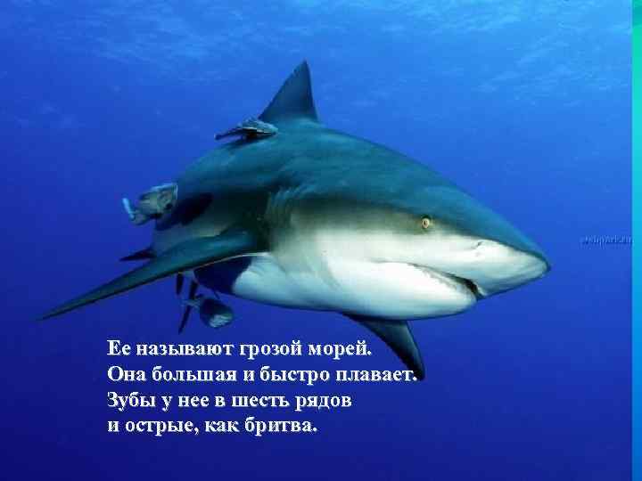 Ее называют грозой морей. Она большая и быстро плавает. Зубы у нее в шесть