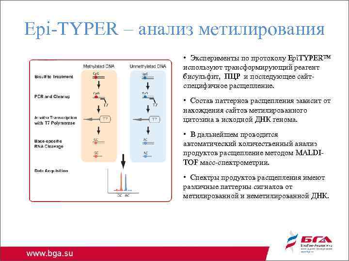 Epi-TYPER – анализ метилирования • Эксперименты по протоколу Epi. TYPER™ используют трансформирующий реагент бисульфит,