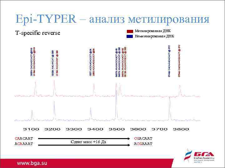 CAACAAT ACAAAAT Сдвиг масс +16 Да CGACAAT ACGAAAT 3794 d CGCGAACGCACT @ 372 T-specific