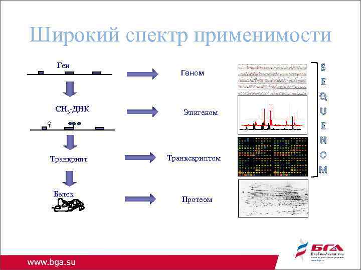 Широкий спектр применимости Ген CH 3 -ДНК Транкрипт Белок Геном Эпигеном Транкскриптом Протеом S