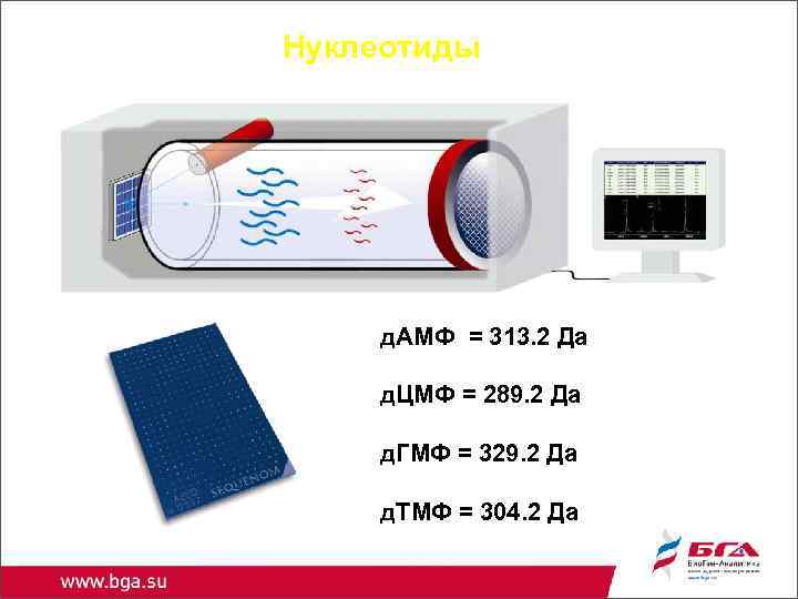 Нуклеотиды д. АMФ = 313. 2 Дa д. ЦMФ = 289. 2 Дa д.