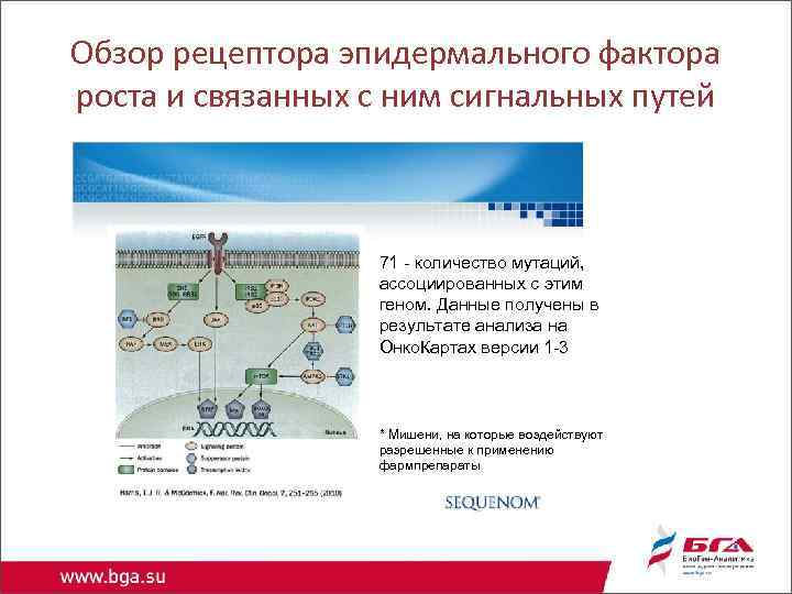 Обзор рецептора эпидермального фактора роста и связанных с ним сигнальных путей 71 - количество