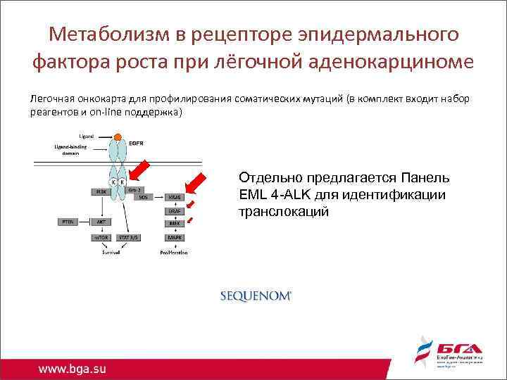 Метаболизм в рецепторе эпидермального фактора роста при лёгочной аденокарциноме Легочная онкокарта для профилирования соматических