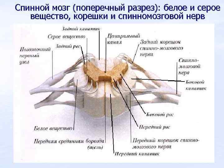 Спинной мозг (поперечный разрез): белое и серое вещество, корешки и спинномозговой нерв 
