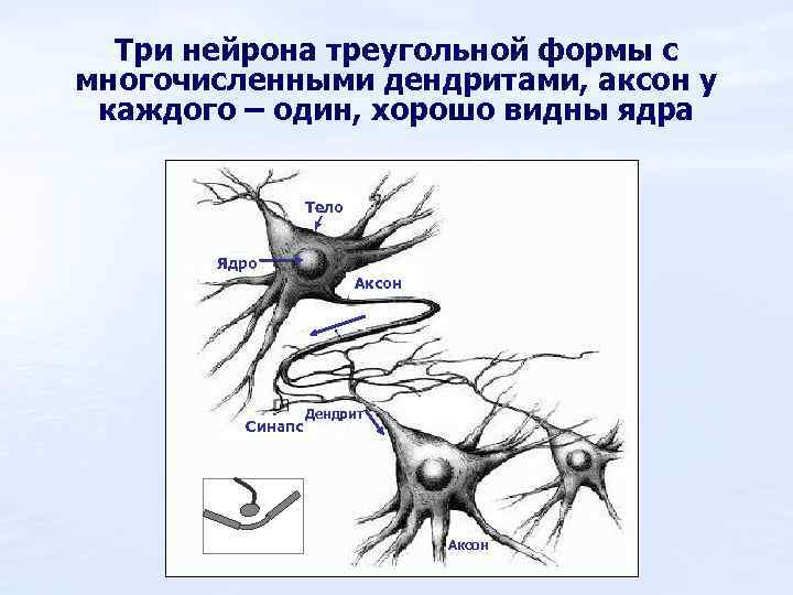 На рисунке цифрой 1 обозначен аксон