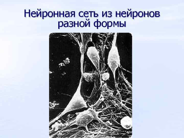 Нейронная сеть из нейронов разной формы 