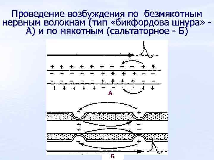 Проведение возбуждения по безмякотным нервным волокнам (тип «бикфордова шнура» А) и по мякотным (сальтаторное