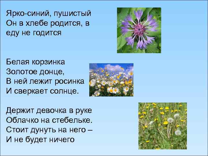 Ярко-синий, пушистый Он в хлебе родится, в еду не годится Белая корзинка Золотое донце,