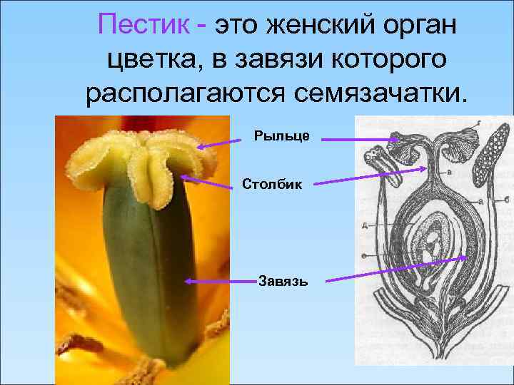 Клетка которая образуется в завязи у цветка