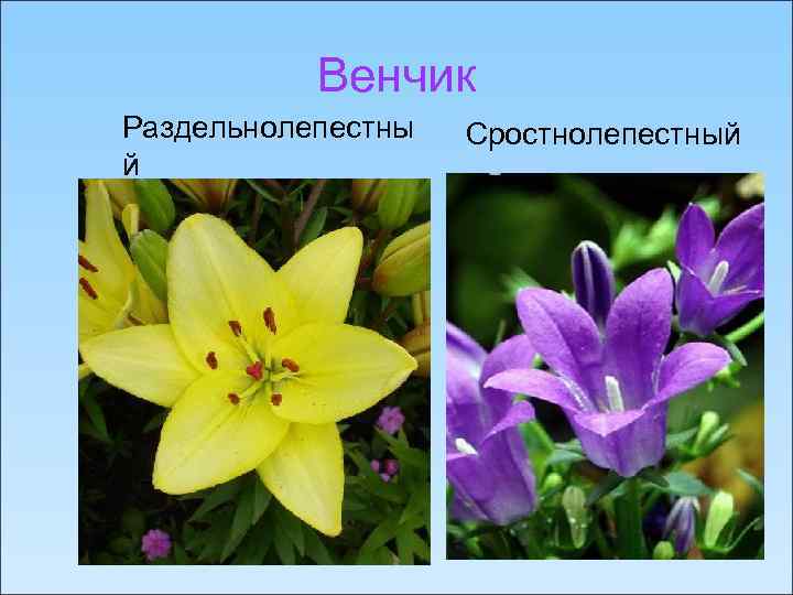 Венчик Раздельнолепестны й Сростнолепестный 