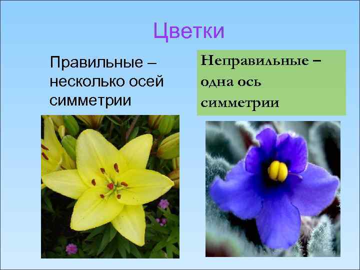 Цветки Правильные – несколько осей симметрии Неправильные – одна ось симметрии 