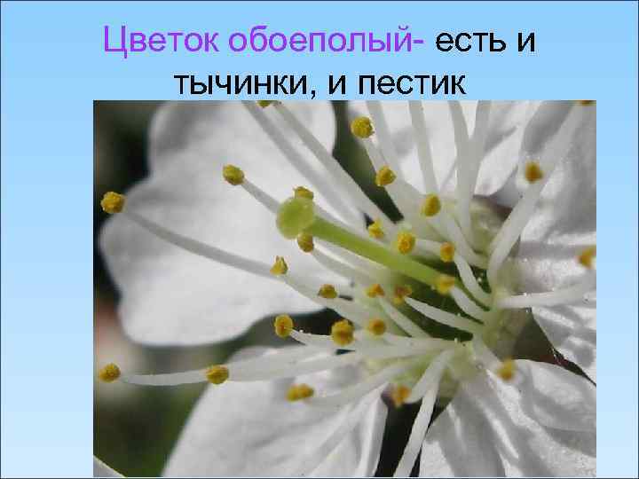 Цветок обоеполый- есть и тычинки, и пестик 