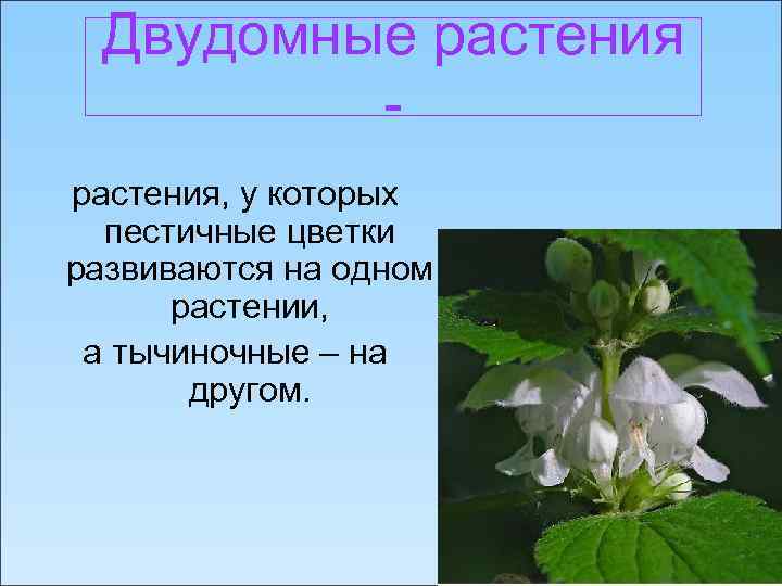 Двудомные растения, у которых пестичные цветки развиваются на одном растении, а тычиночные – на