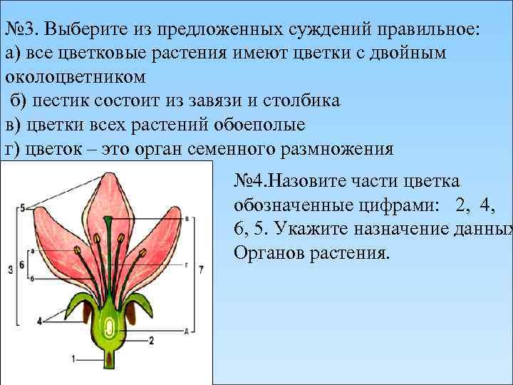 № 3. Выберите из предложенных суждений правильное: а) все цветковые растения имеют цветки с