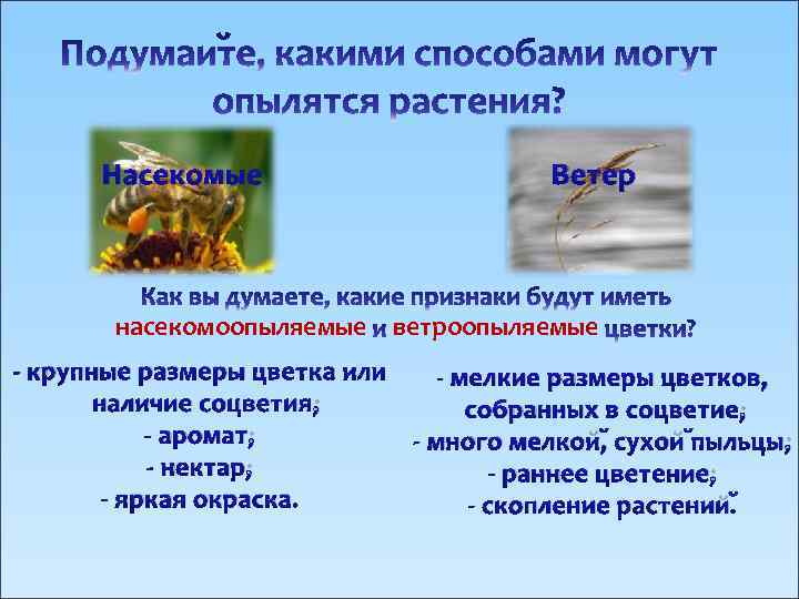 Насекомые Ветер насекомоопыляемые ветроопыляемые - крупные размеры цветка или наличие соцветия; - аромат; -
