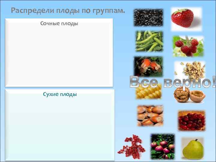Распредели плоды по группам. Сочные плоды Сухие плоды 