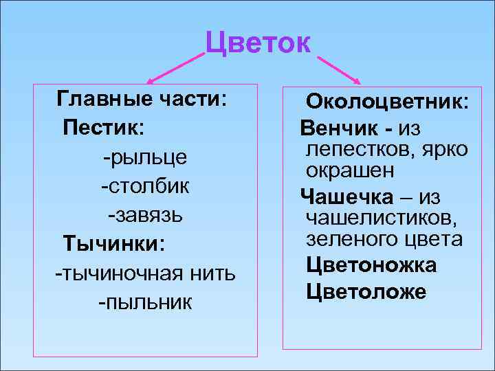 Цветок Главные части: Пестик: -рыльце -столбик -завязь Тычинки: -тычиночная нить -пыльник Околоцветник: Венчик -