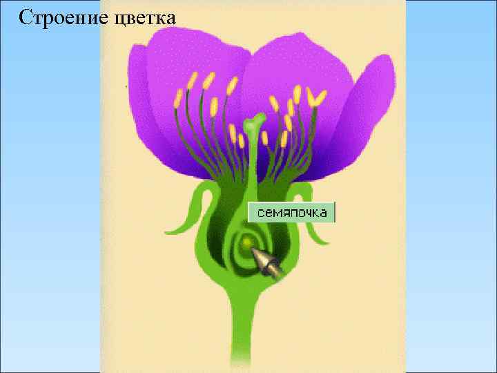 Строение цветка 