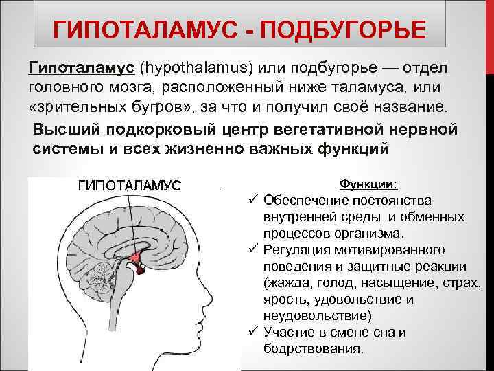 Центры моста мозга