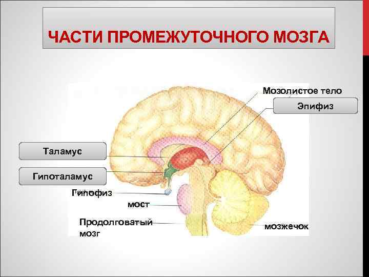 Мозолистое тело картинка