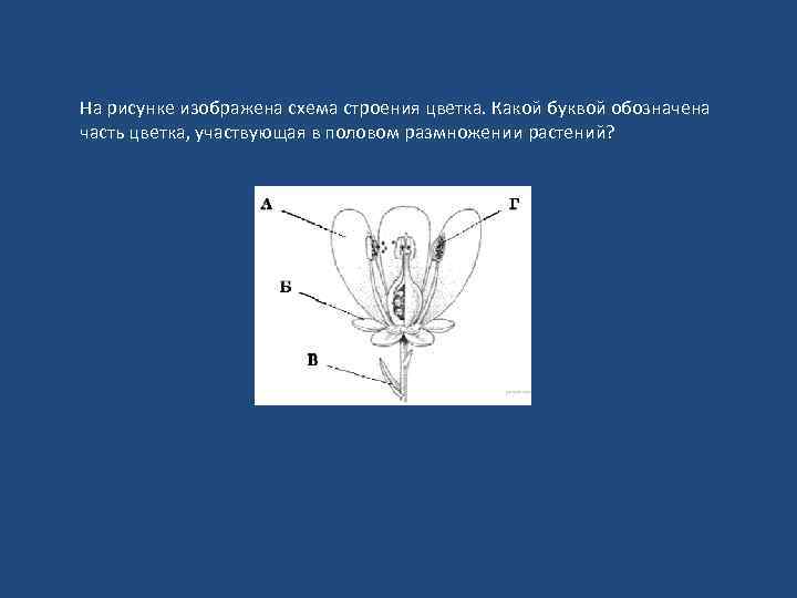 На рисунке изображена схема строения цветка какой цифрой обозначена часть цветка участвующая в