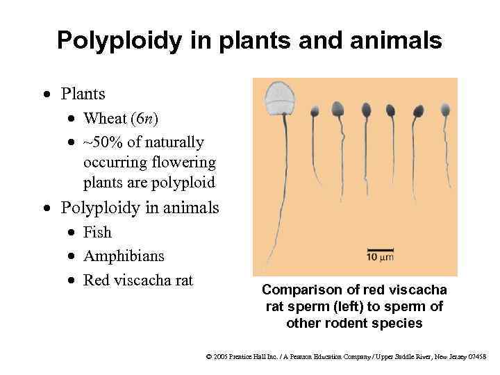 Polyploidy in plants and animals · Plants · Wheat (6 n) · ~50% of