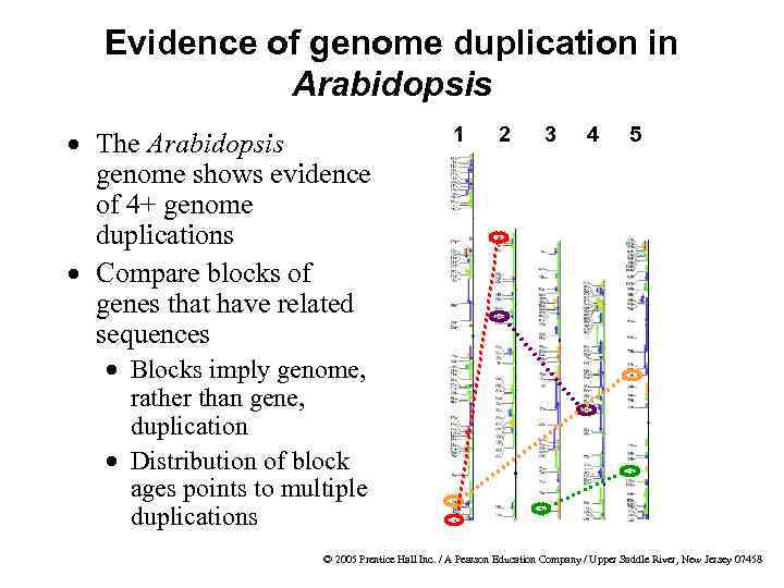 Evidence of genome duplication in Arabidopsis · The Arabidopsis genome shows evidence of 4+