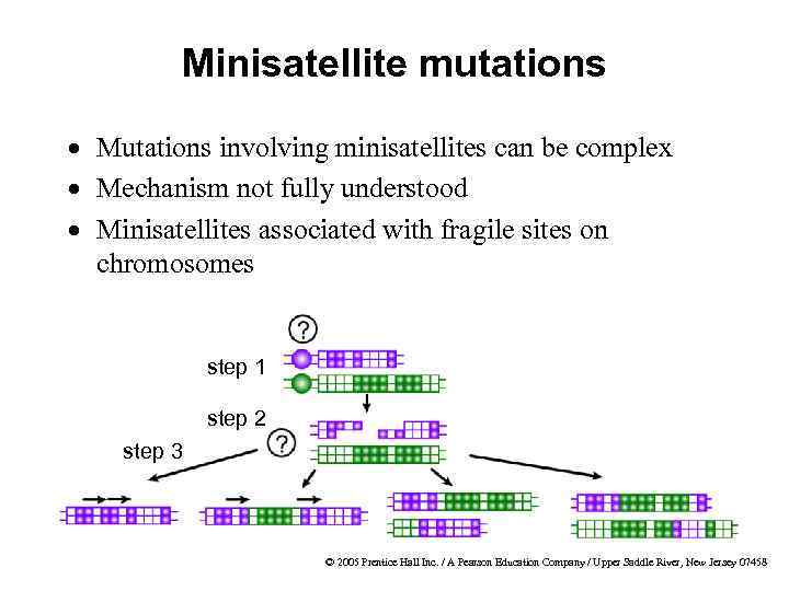 Minisatellite mutations · Mutations involving minisatellites can be complex · Mechanism not fully understood