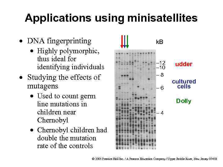 Applications using minisatellites · DNA fingerprinting k. B · Highly polymorphic, thus ideal for