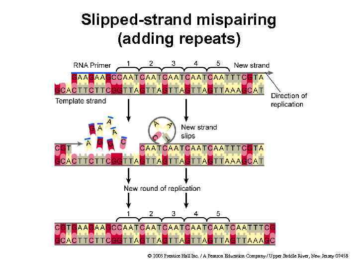 Slipped-strand mispairing (adding repeats) © 2005 Prentice Hall Inc. / A Pearson Education Company