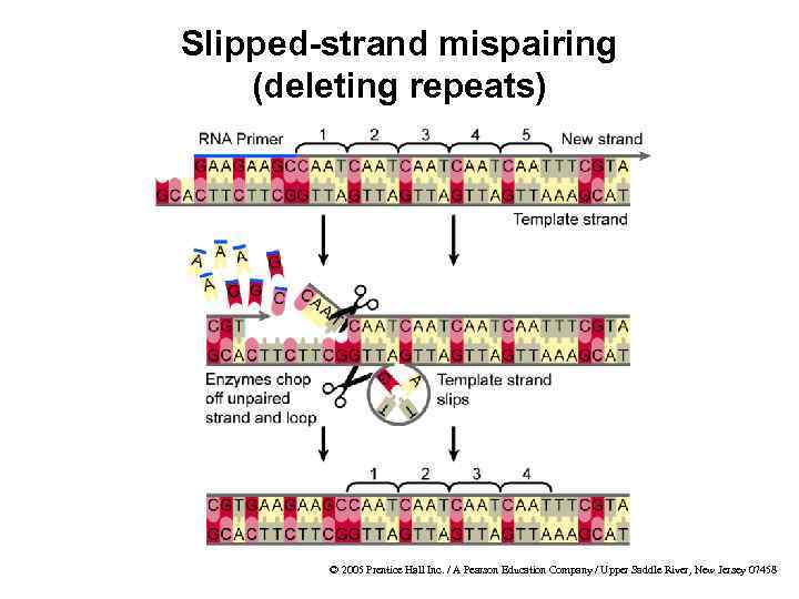 Slipped-strand mispairing (deleting repeats) © 2005 Prentice Hall Inc. / A Pearson Education Company