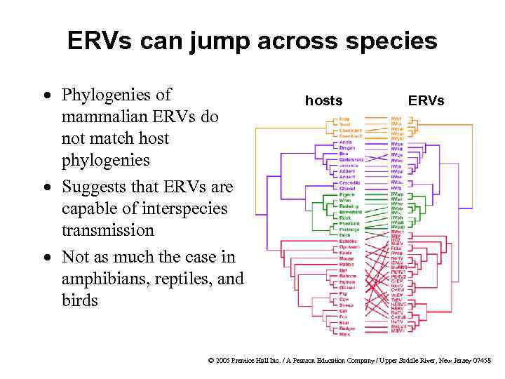 ERVs can jump across species · Phylogenies of mammalian ERVs do not match host