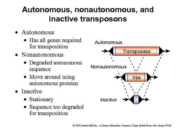 Autonomous, nonautonomous, and inactive transposons · Autonomous · Has all genes required for transposition