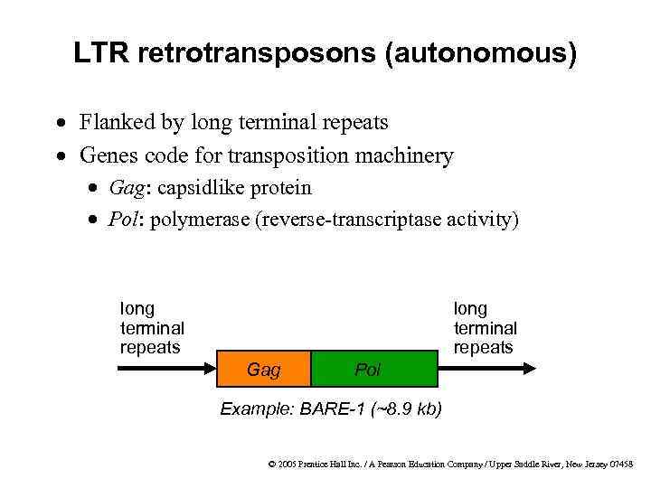LTR retrotransposons (autonomous) · Flanked by long terminal repeats · Genes code for transposition