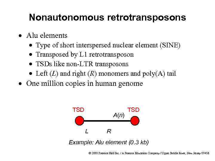 Nonautonomous retrotransposons · Alu elements · · Type of short interspersed nuclear element (SINE)