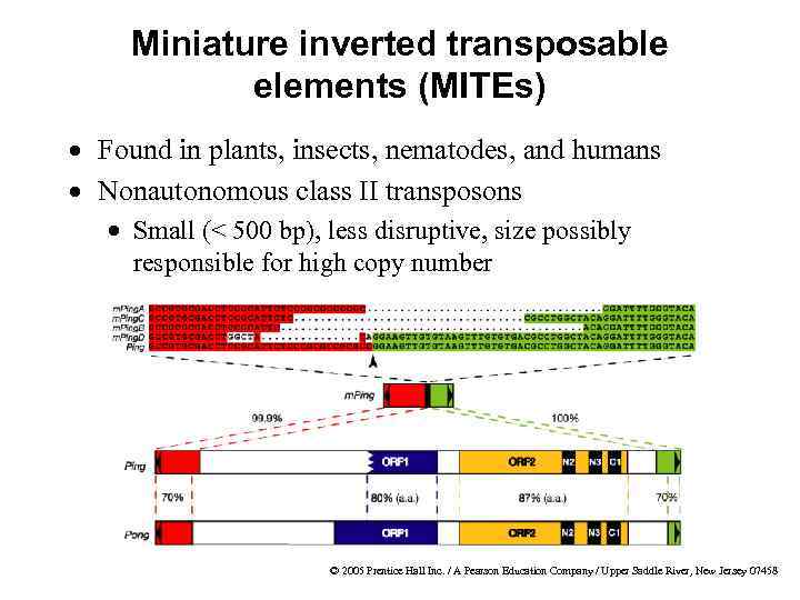 Miniature inverted transposable elements (MITEs) · Found in plants, insects, nematodes, and humans ·