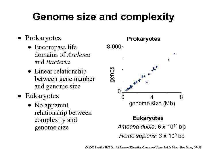 Genome size and complexity · Prokaryotes · Eukaryotes · No apparent relationship between complexity