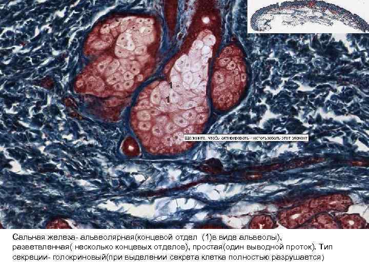 1 1 Сальная железа- альвеолярная(концевой отдел (1)в виде альвеолы), разветвленная( несколько концевых отделов), простая(один