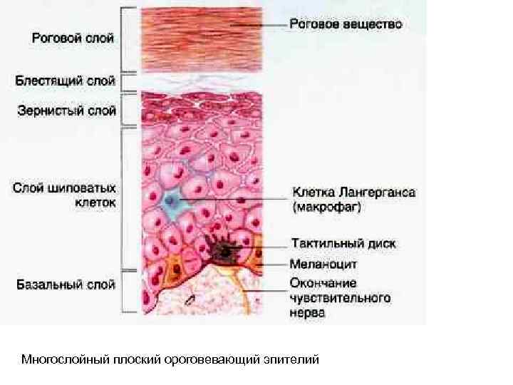 Многослойный плоский ороговевающий эпителий 