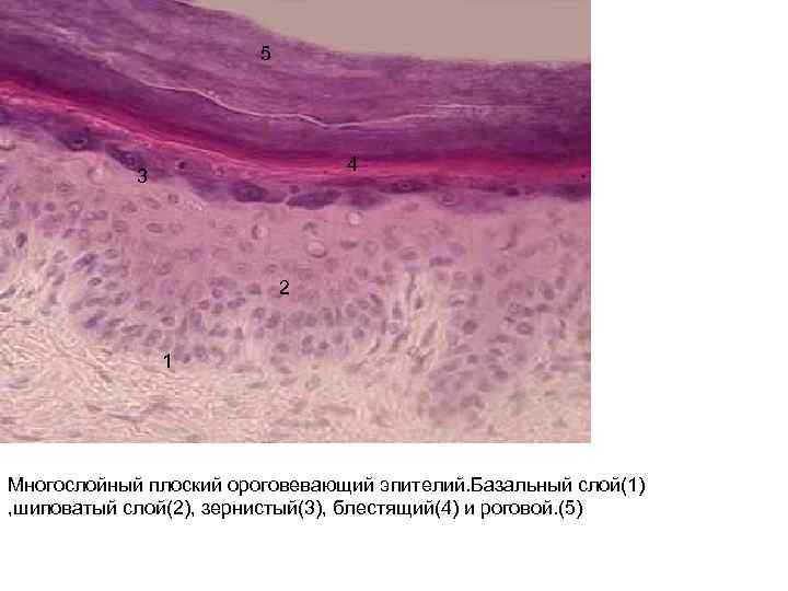 5 4 3 2 1 Многослойный плоский ороговевающий эпителий. Базальный слой(1) , шиповатый слой(2),