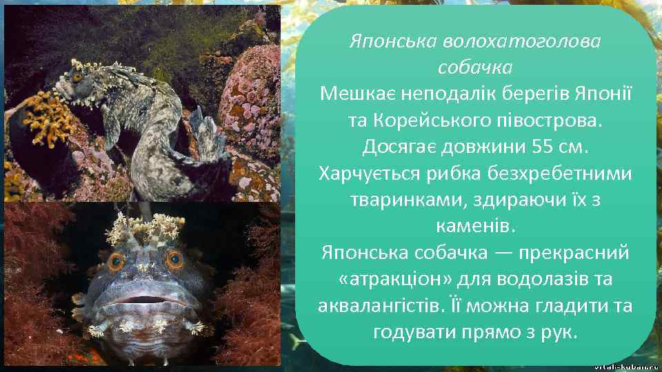 Японська волохатоголова собачка Мешкає неподалік берегів Японії та Корейського півострова. Досягає довжини 55 см.