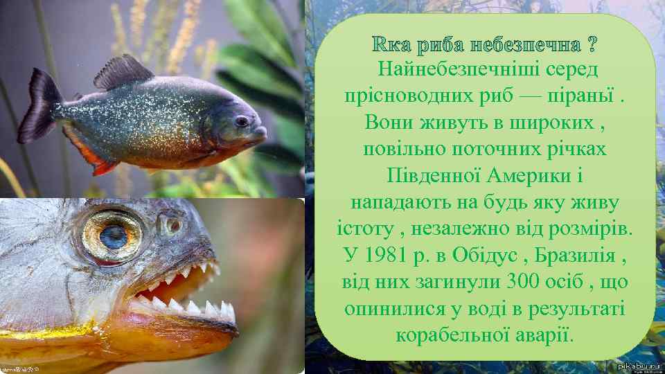 ві ка и і Ц кт фа Найнебезпечніші серед прісноводних риб — піраньї. Вони