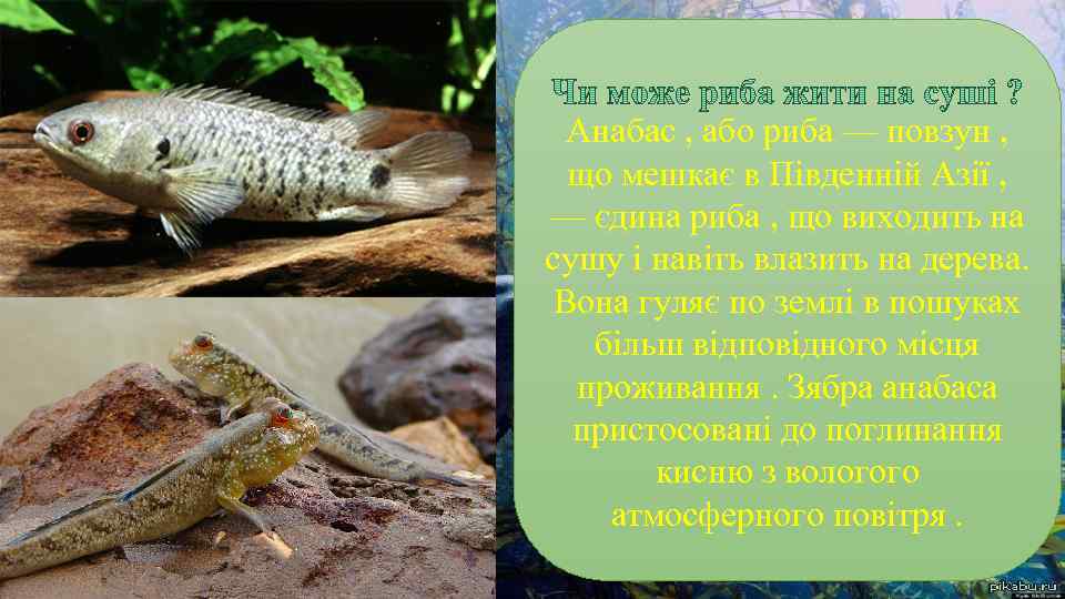 Анабас , або риба — повзун , що мешкає в Південній Азії , —