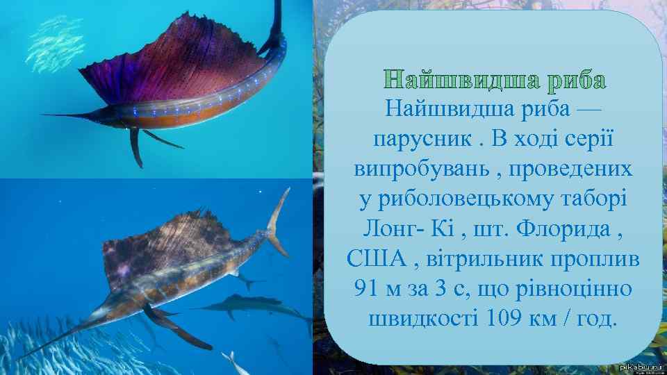 Найшвидша риба — парусник. В ході серії випробувань , проведених у риболовецькому таборі Лонг-