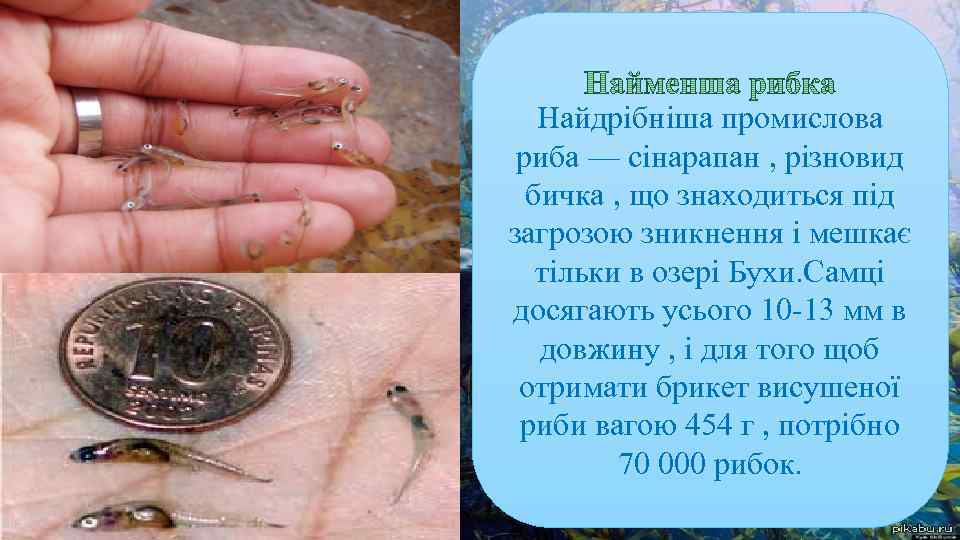 Найдрібніша промислова риба — сінарапан , різновид бичка , що знаходиться під загрозою зникнення