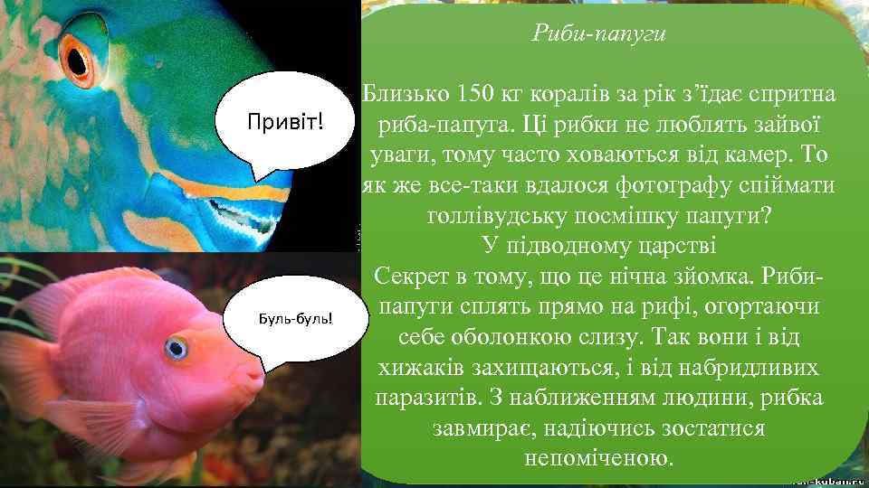 аві ік Ц би ри Риби-папуги Привіт! Буль-буль! Близько 150 кг коралів за рік